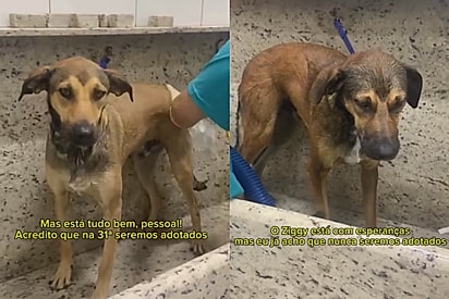 Cães Ziggy e Macau se arrumando para mais uma feirinha. 