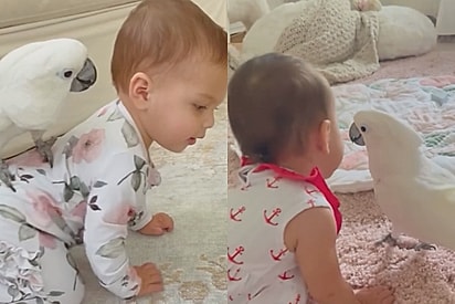 Papagaio resgatado vira melhor amigo de bebê e prova que o amor das aves é inesquecível