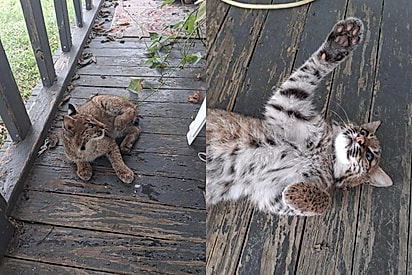 O gatinho era, na verdade, um lince.