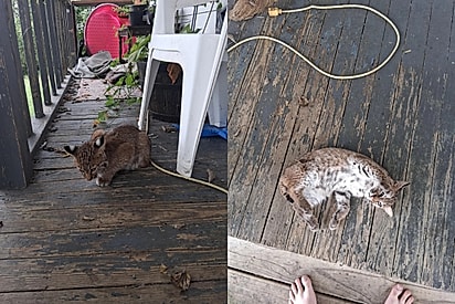 Jovem encontra gatinho em sua varanda, mas felino não era quem ela pensava ser.