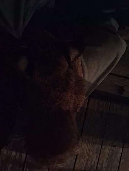 Naquela noite, o lince deitou no colo da jovem.