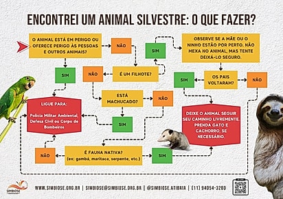 Fluxograma: O que fazer ao encontrar um animal silvestre.