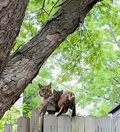 A mãe lince apareceu para buscar o filhote.