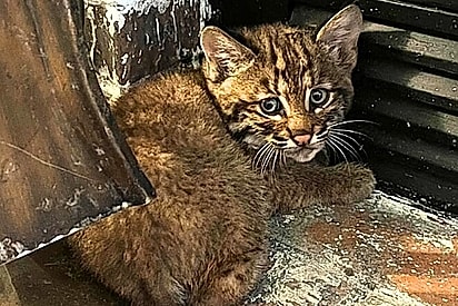 O suposto gatinho.