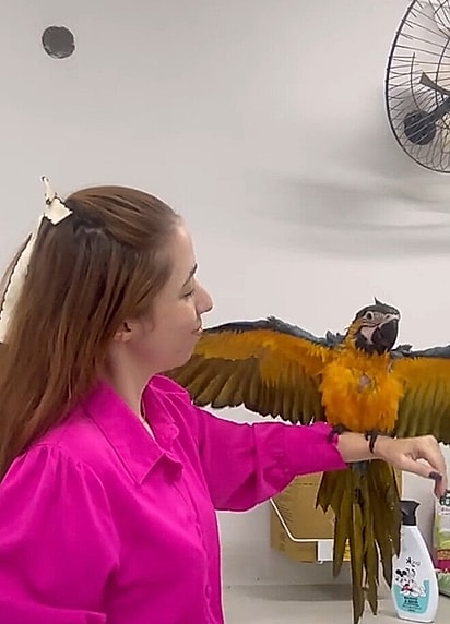Aos poucos, Aurora começou a ganhar confiança para voar.