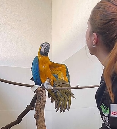 Aurora percebeu que tinha asas.