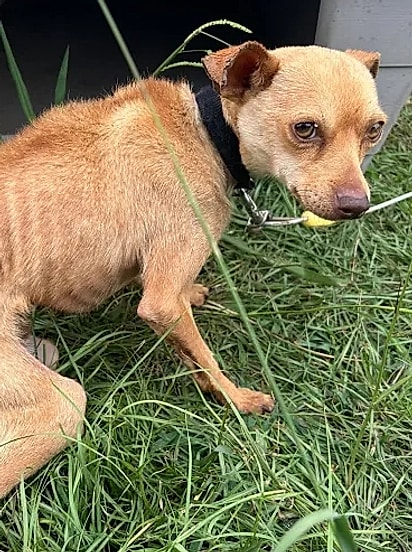 Chico, um chihuahua de três anos.