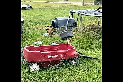 Gravemente desnutrido, cão chihuahua passou meses acorrentado a trampolim até alguém notar sua presença