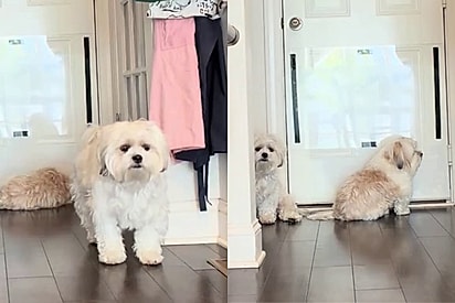 Sozinhos em casa, câmera escondida captura o que cachorros fazem quando tutora não está