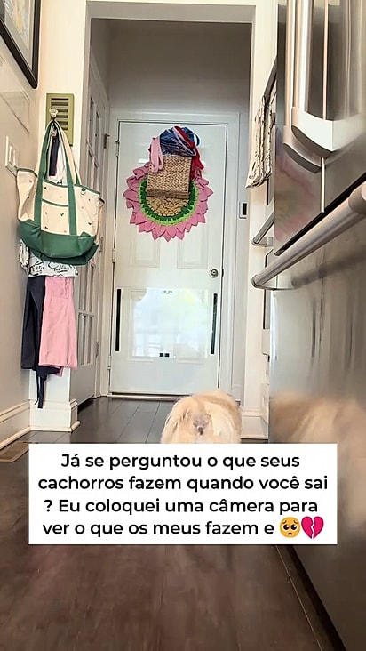 A camêra registrou o comportamento dos pets.