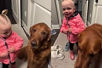 Menininha se despede de golden retriever e o que acontece a seguir derrete milhares de corações online