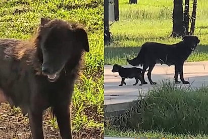 Em vídeo emocionante, cachorrinha que virou mãe confia em estranhos para buscar socorro para seus filhotes