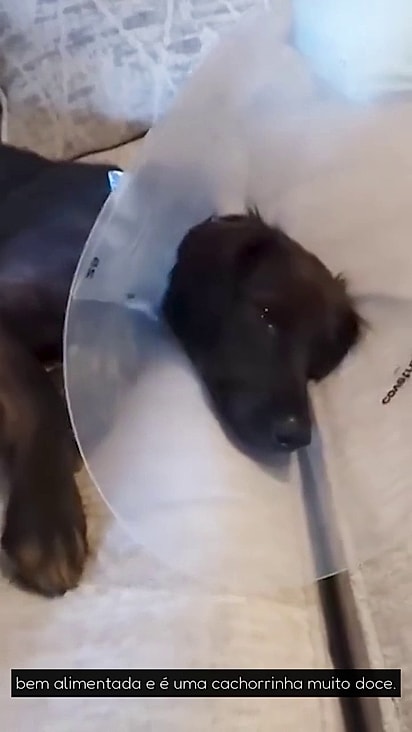 A mamãe está castrada e se recuperando com Stephanie.