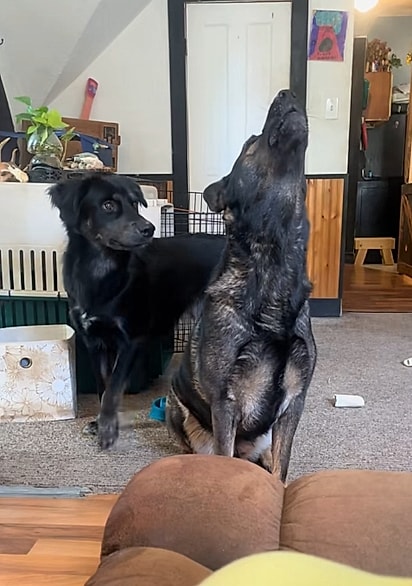 O cachorro Barrett observando a irmã Hazel uivar.