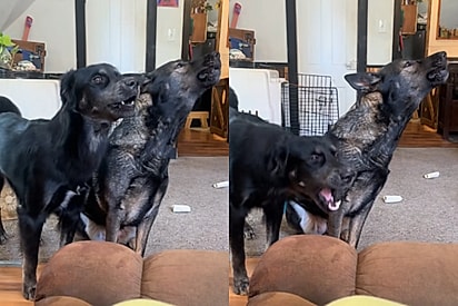 Cachorro tenta imitar uivo bonito da irmã mas o resultado vira em uma catástrofe performática