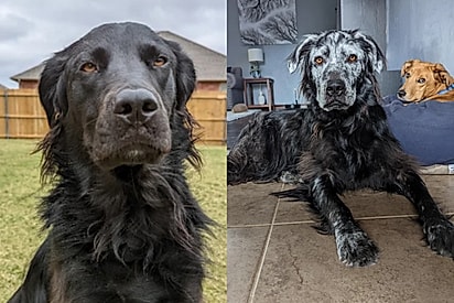 Esquerda: Buster em novembro de 2021. Direita: agosto de 2022.