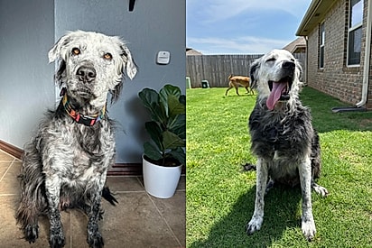 Esquerda: novembro de 2022. Direita: maio de 2023.