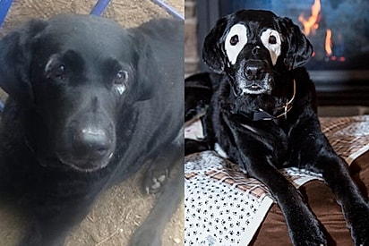 A mudança na coloração de Rowdy.