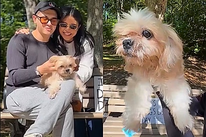 No seu último dia de vida, cão ganha placa convidando estranhos a passar um momento doce com ele.