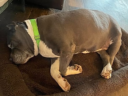Mimi, uma cadela pitbull de 12 a 14 anos.