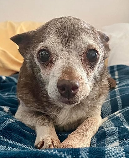 Teddy Swims, um chihuahua idoso de 15 anos.