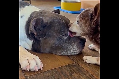 Chihuahua idoso decide que agora é pai de uma pitbull gigante e todos dias aplica ritual de skincare na filha 
