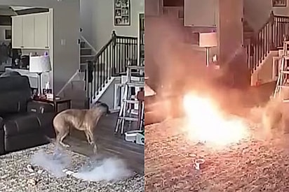 Câmera interna registra momento que cachorro coloca fogo em casa após mastigar bateria