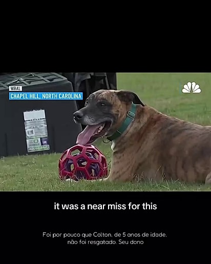 O cão não sofreu nenhum ferimento.
