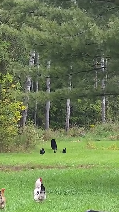 As galinhas se reuniram com a invasão do urso.