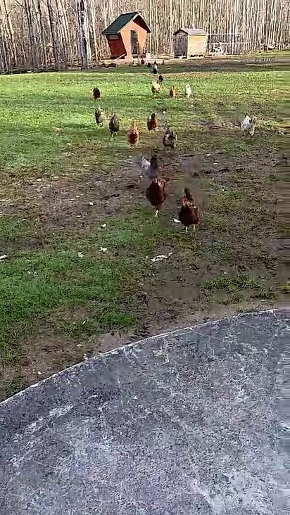 As galinhas estãp sempre me grupo.