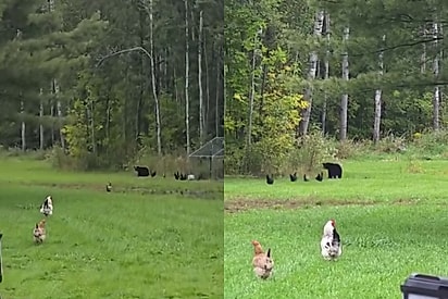 Galinhas corajosas se únem para defender galinheiro de invasor gigante