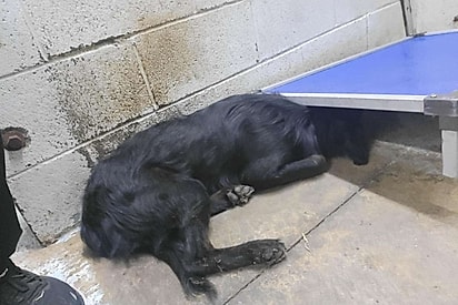 Cachorro tímido que vive em abrigo sente muito medo de mostrar seu lindo rosto a alguém