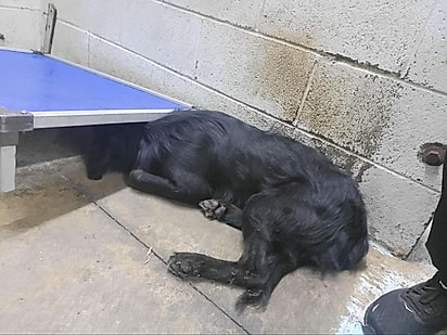 O cão estava apavorado.