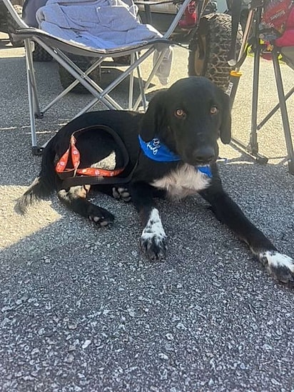 O cão passou por tratamento e começou a interagir.