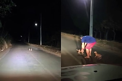 Ao voltar para casa motorista avista 2 anjinhos cor de caramelo correndo no meio da pista e decide agir