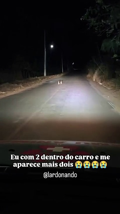 O homem já estava transportando outros dois cães no carro.