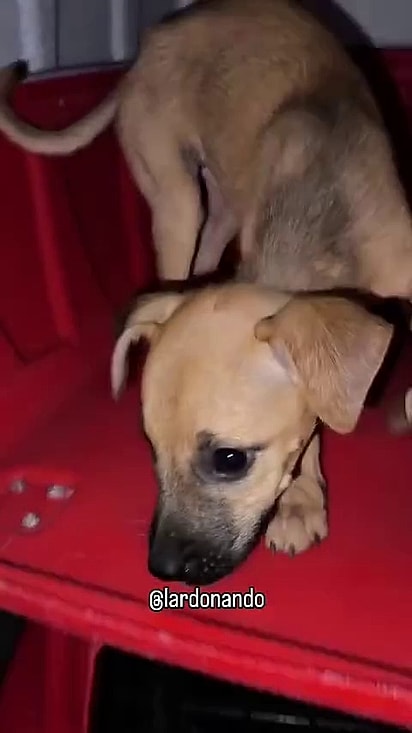 As duas filhotinhas foram resgatadas.