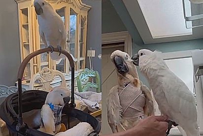 Sem saber para onde ir após dono falecer, cacatua cega de 50 anos reencontra a alegria de viver ao conhecer sua nova enfermeira: outra cacatua