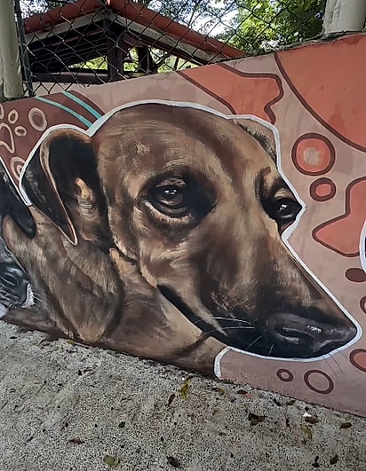 Cadela comunitária Espoleta.