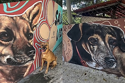 Cães comunitários ganham mural gigante em sua homenagem e beleza da obra encanta