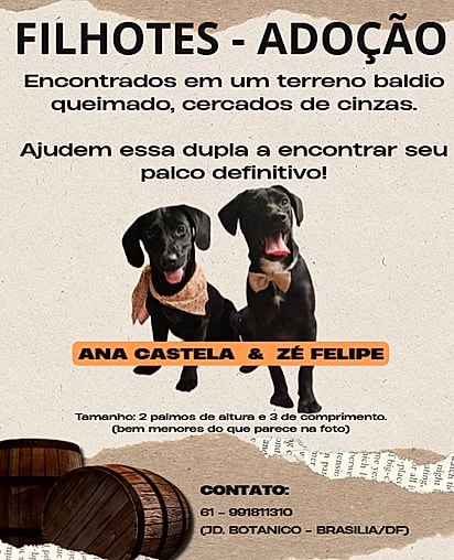 Para adotar, entre em contato com Agnes pelo WhatsApp: (61) 99181-1310.