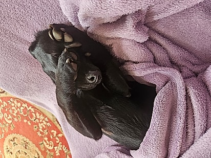 Cachorrinha Ana Castela. 