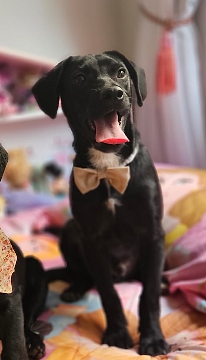 Zé Felipe, cachorrinho de 5 meses.
