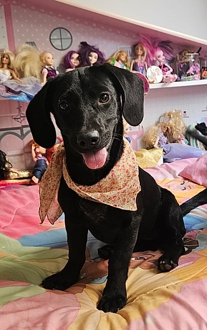 Ana Castela, cadelinha de 5 meses.