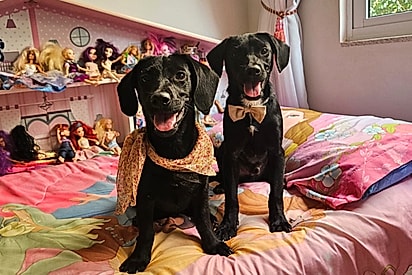Ana Castela e Zé Felipe caninos procuram um lar.