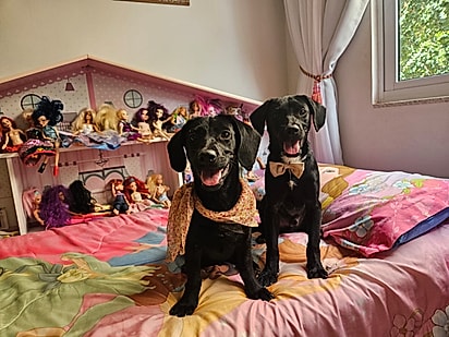 A expectativa é de que os cães sejam adotados juntos. 