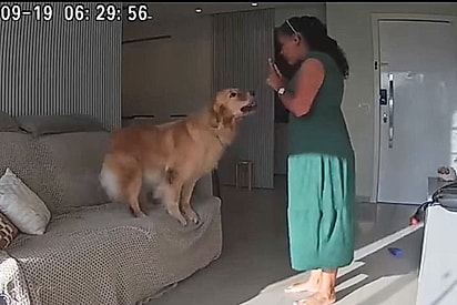 Caso golden retriever e Margarete: Câmera mostra reação de cachorro toda vez que tata chega em apartamento
