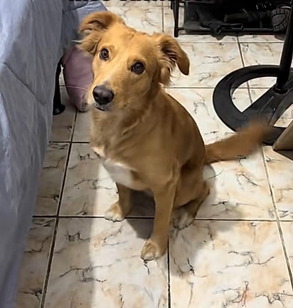 Joey, um cachorrinho caramelo, esperando os próximos passos.