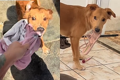Conheça Joey, cachorro que ficou famoso por ser uma mistura de caramelo com várias entidades