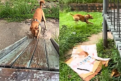 Cachorros hiperativos, como Joey, precisam de estímulos para liberar o excesso de energia.